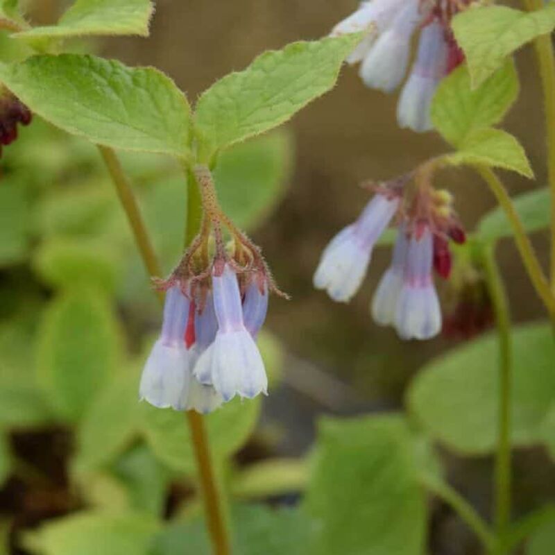 Symphytum 'Hidcote Blue' ---